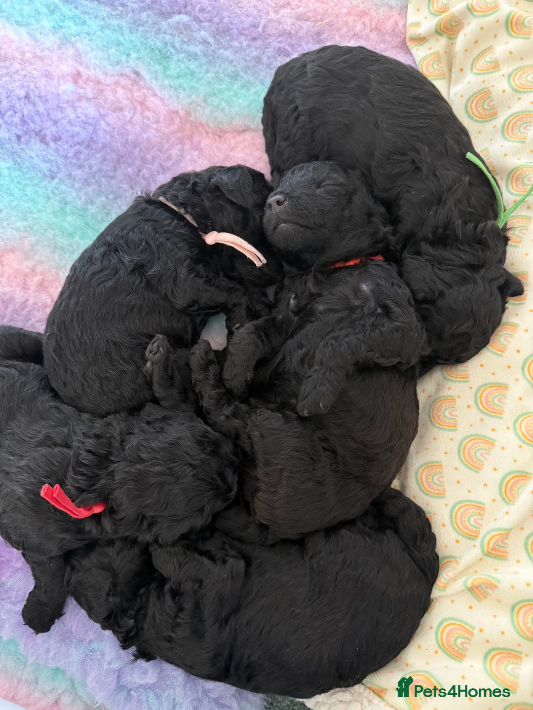Maltipoo dogs for sale: Gorgeous 4-week-old Maltipoo puppies  - Image 6
