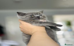 British Shorthair cats for sale: ✨️Outstanding GCCF Grand Chmp Line BSH ❤️ - Image 37