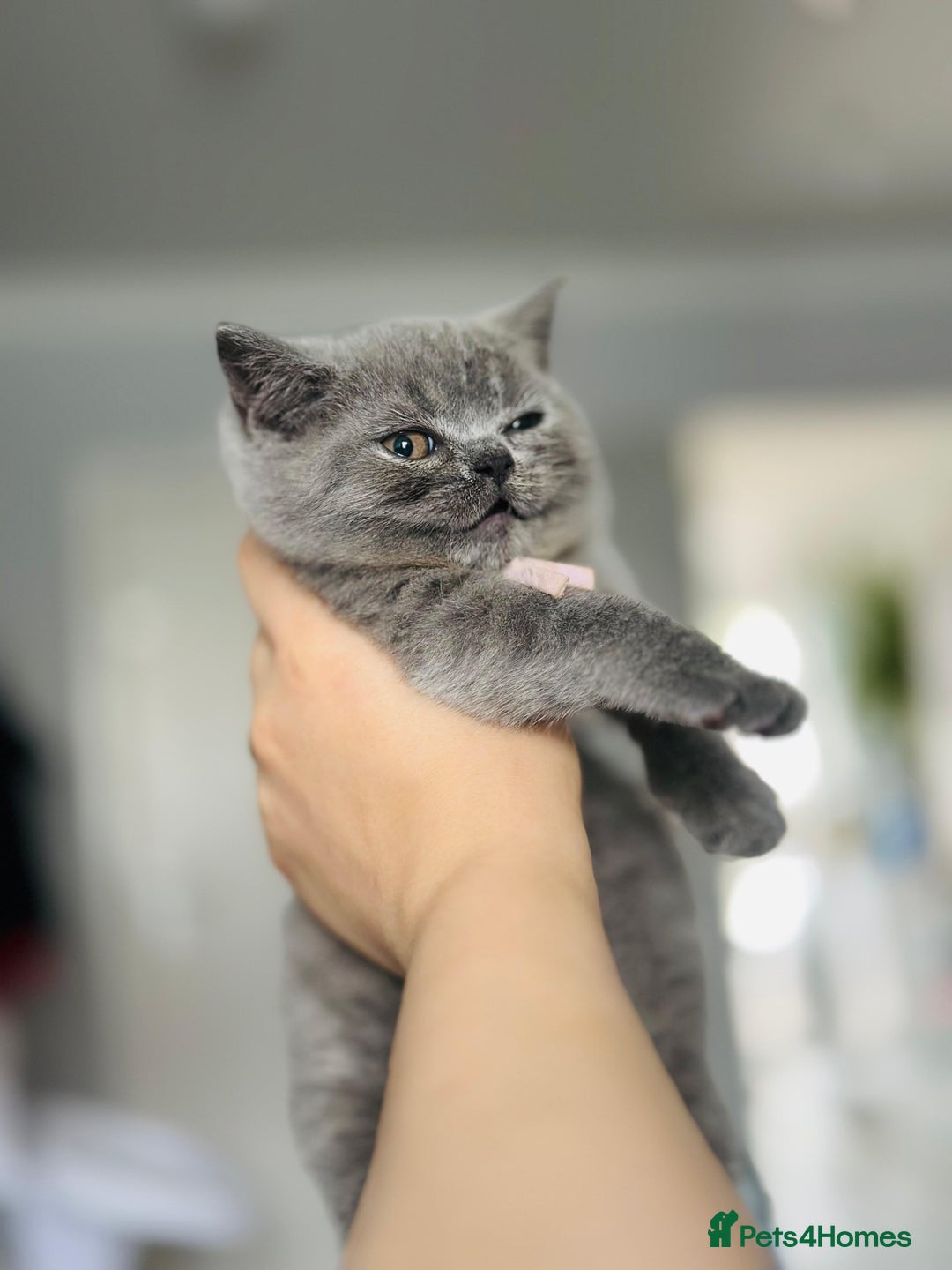 British Shorthair cats for sale: ✨️Outstanding GCCF Grand Chmp Line BSH ❤️ - Image 37