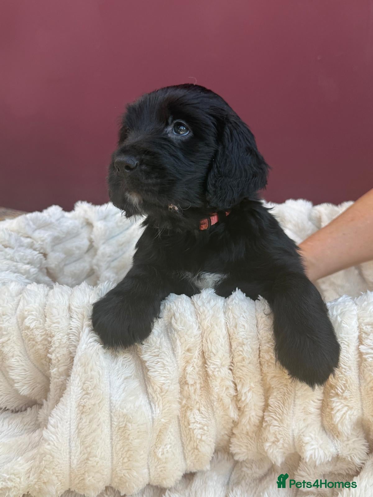 Mixed Breed dogs Spangold Retreiver Pups (Springer/GoldenRetreiver) - Advert 2