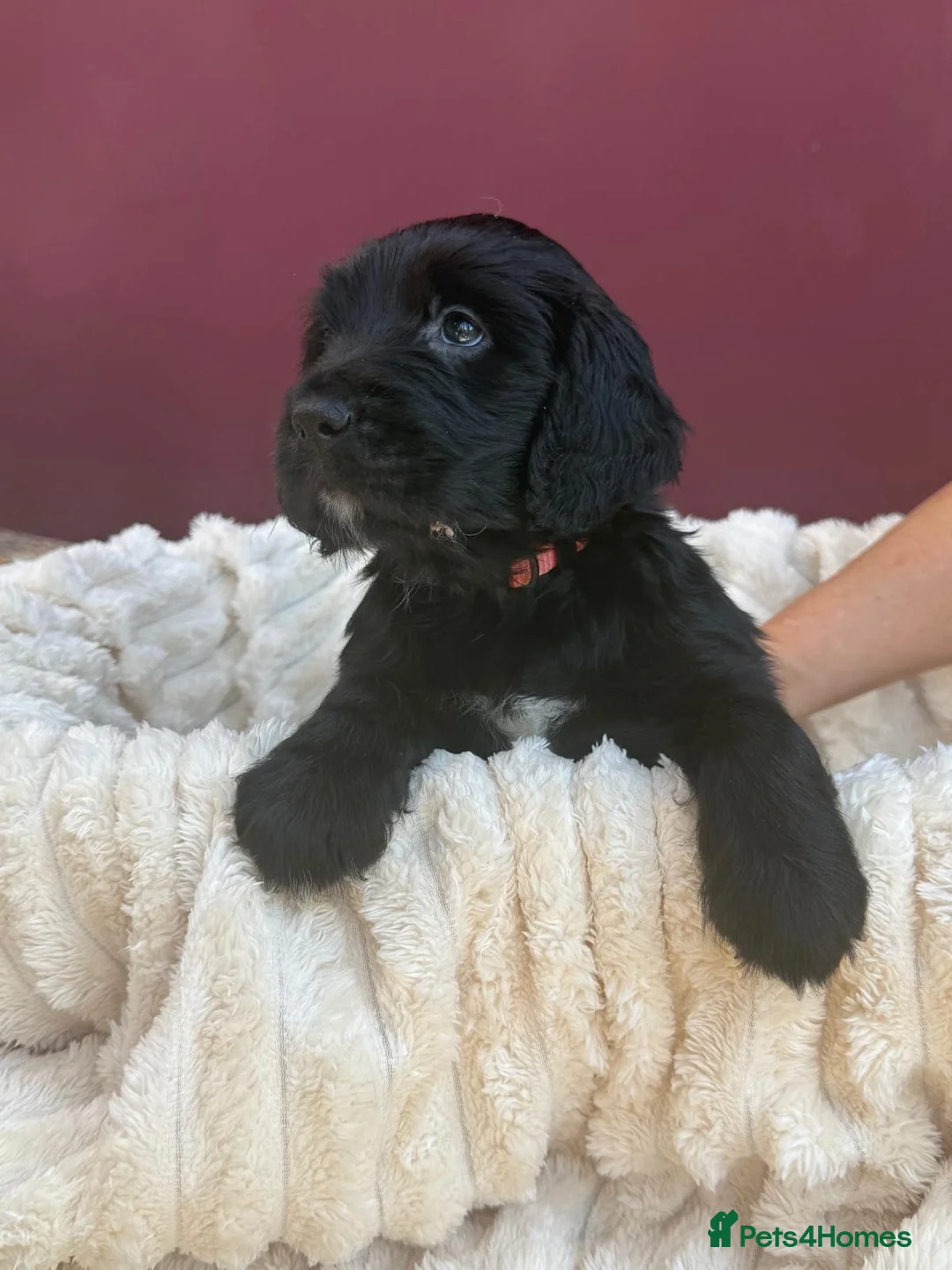 Mixed Breed dogs for sale: Spangold Retreiver Pups (Springer/GoldenRetreiver) - Advert 2