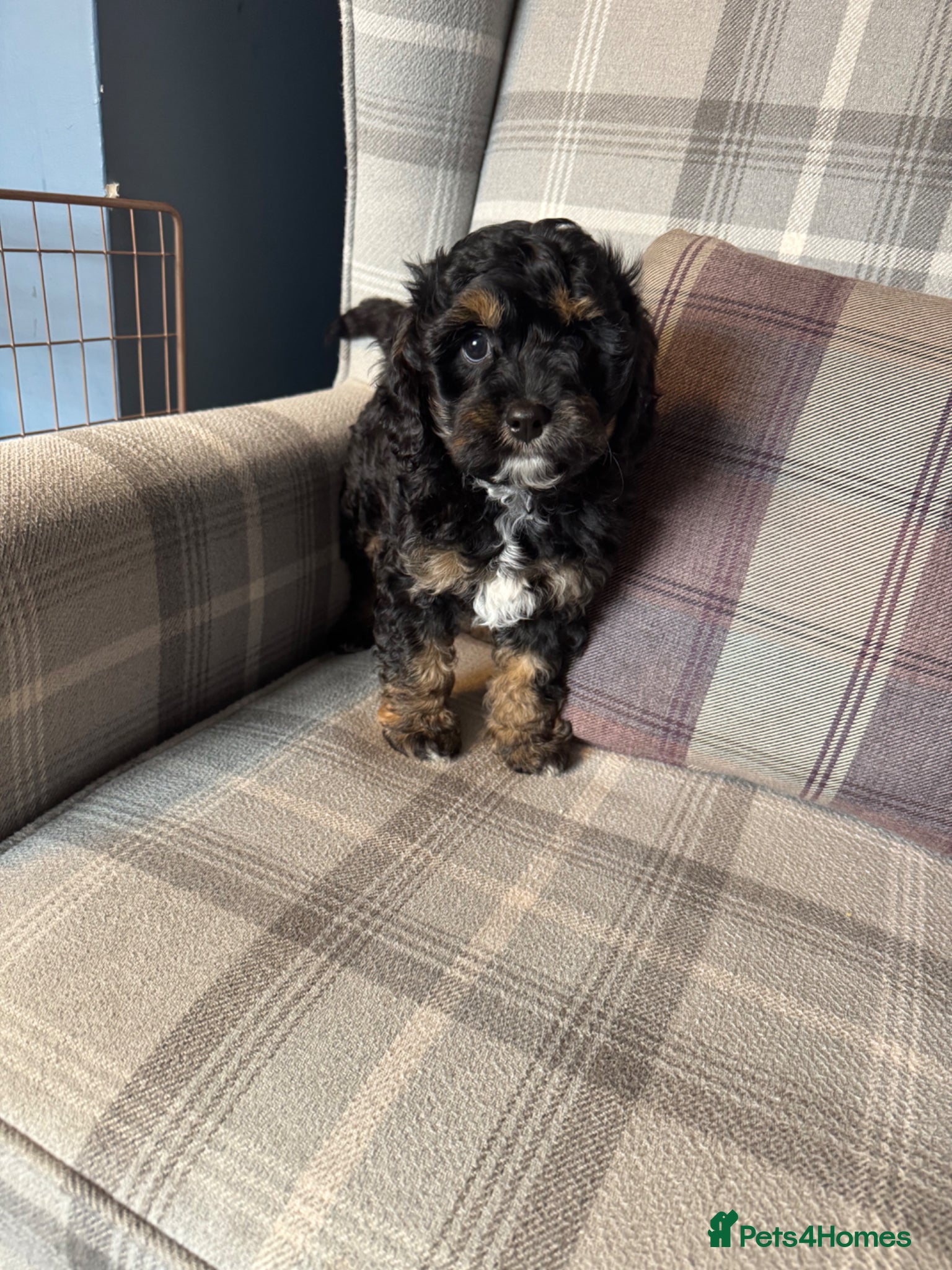 Cavapoo dogs Gorgeous cavapoo boy available - Advert 2