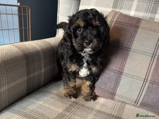 Cavapoo dogs Gorgeous cavapoo boy available - Advert 2