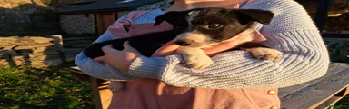 Border Collie 5