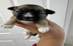 Maltipoo dogs for sale: Xs Korean maltipoo - Image 1