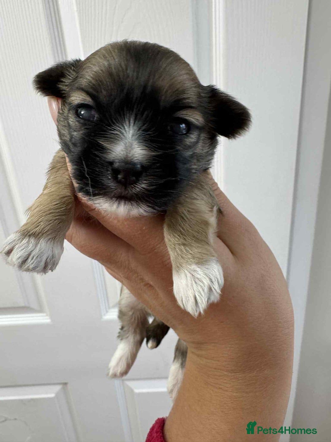 Maltipoo dogs for sale: Xs Korean maltipoo - Image 1