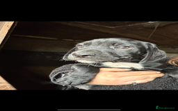 Mixed Breed dogs for sale: Beautiful litter of puppies. Mixed breeds❤️ - Image 19