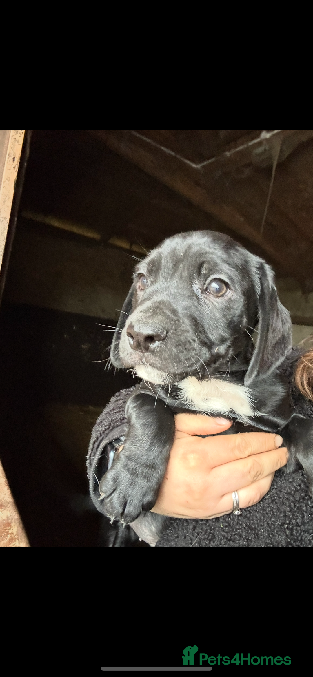 Mixed Breed dogs for sale: Beautiful litter of puppies. Mixed breeds❤️ - Image 19