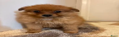 Pomeranian 1