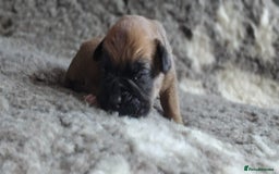 Boxer dogs for sale: Boxer puppies - Image 27