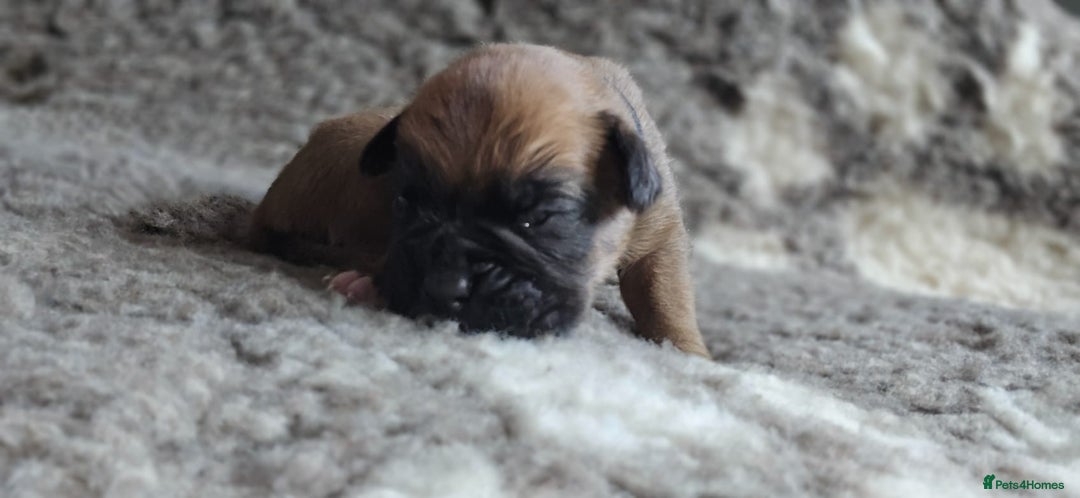 Boxer dogs for sale: Boxer puppies - Image 27