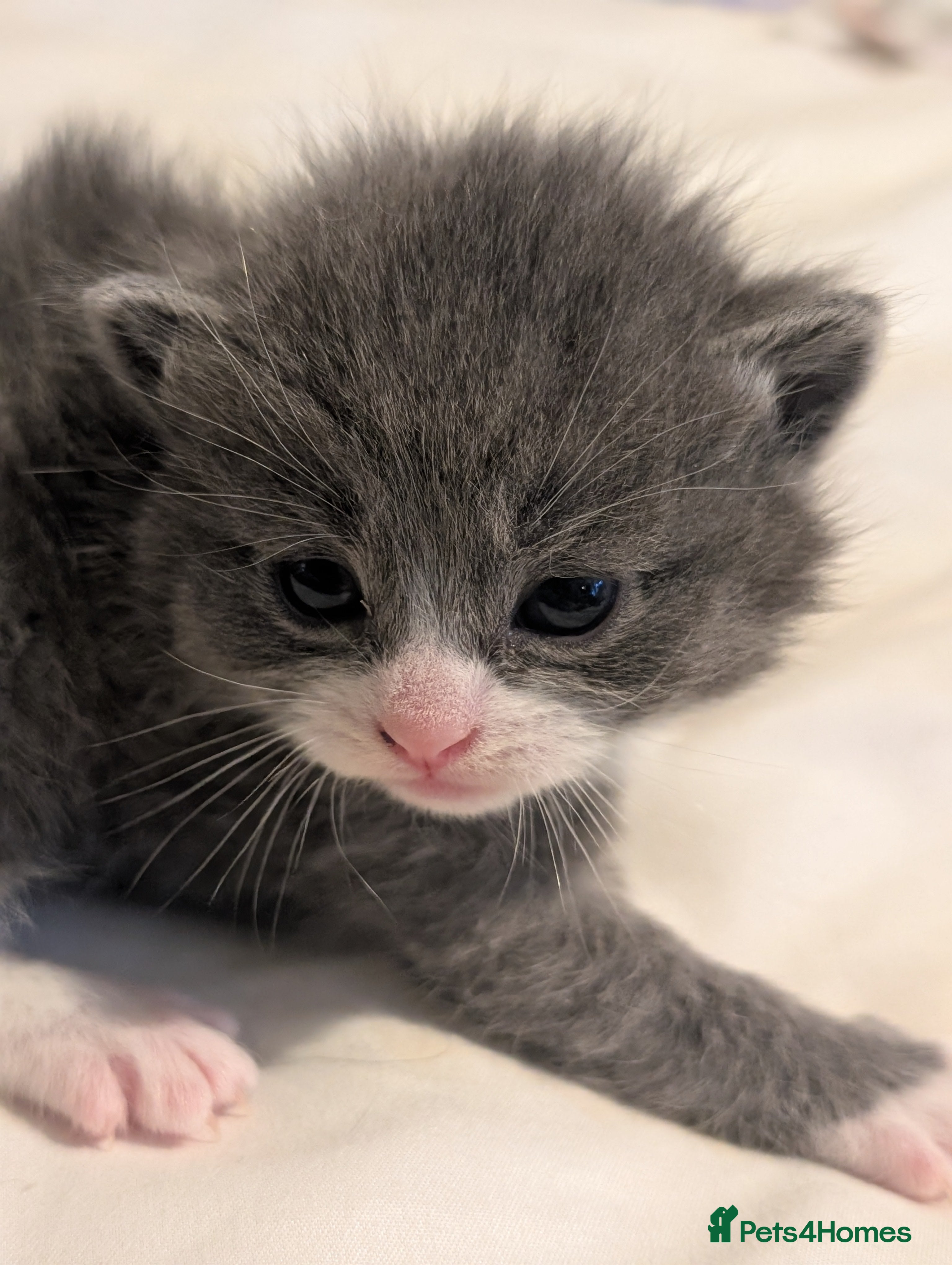 Domestic Shorthair cats for sale: 🖤 LAST KITTEN REMAINING – Midnight 🖤 - Advert 38