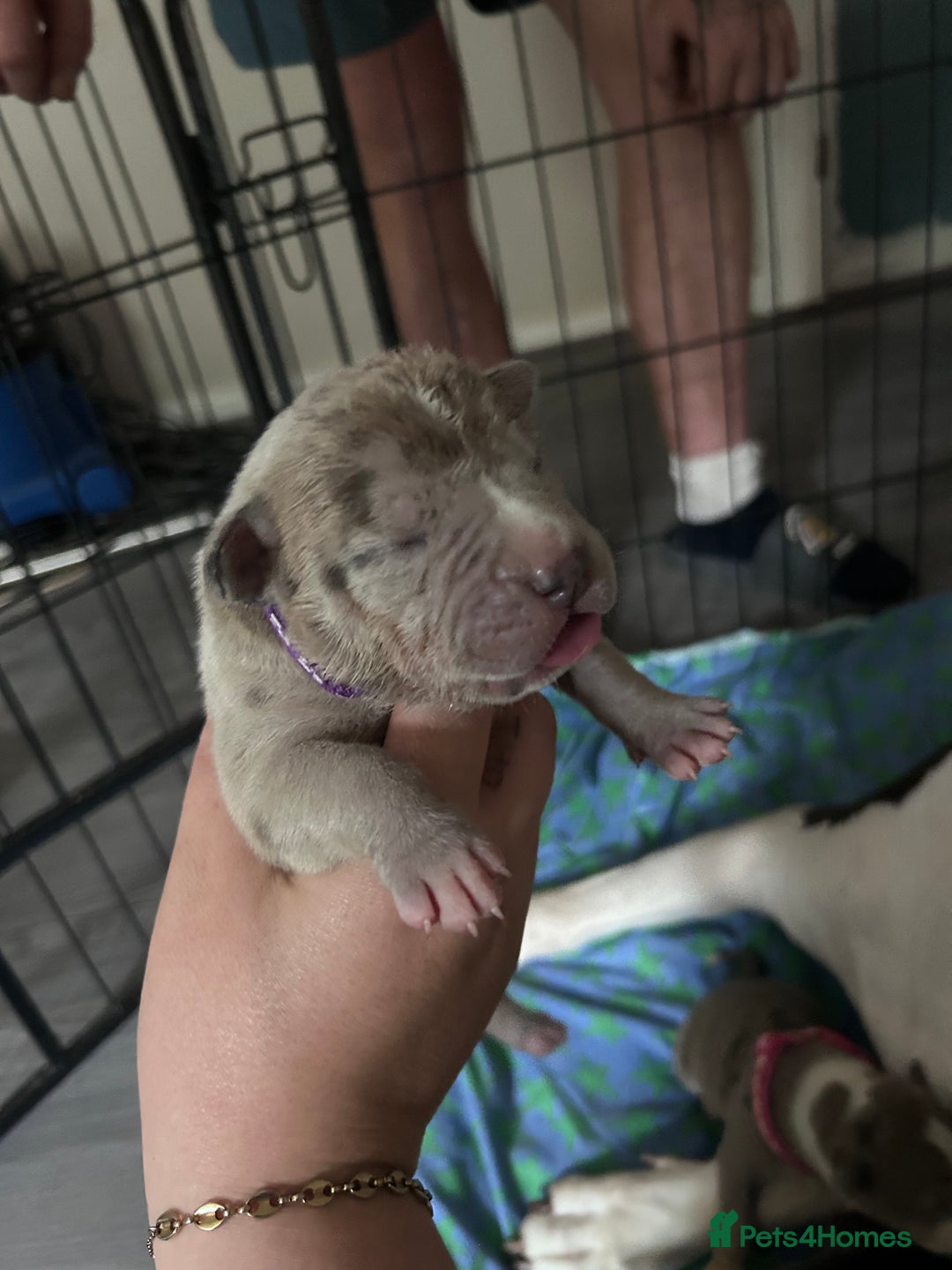 Mixed Breed dogs for sale: American bulldog X cane corso pups - Image 5