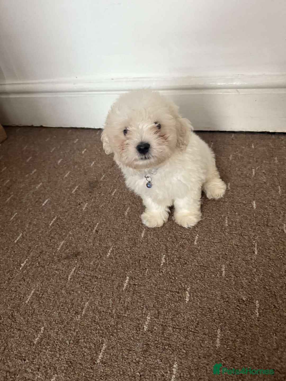Bichon Frise dogs for sale: Bichon frise Puppy 🐶💎💎 - Image 4