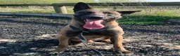 Belgian Shepherd Dog dogs for adoption: JAKE - Malinois - Advert 5