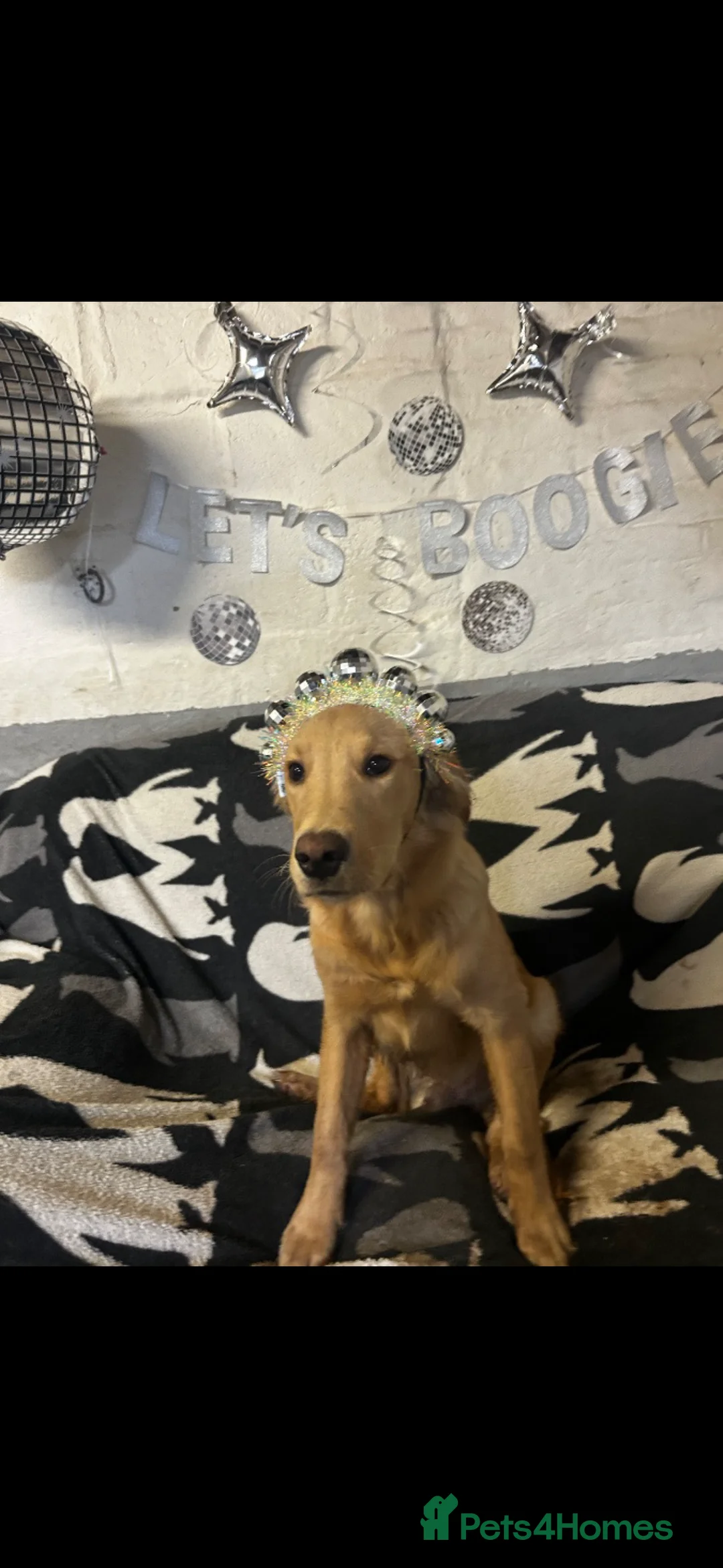 Golden Retriever dogs for sale: 6½ Month Old KC‑Registered Golden Retriever - Advert 4