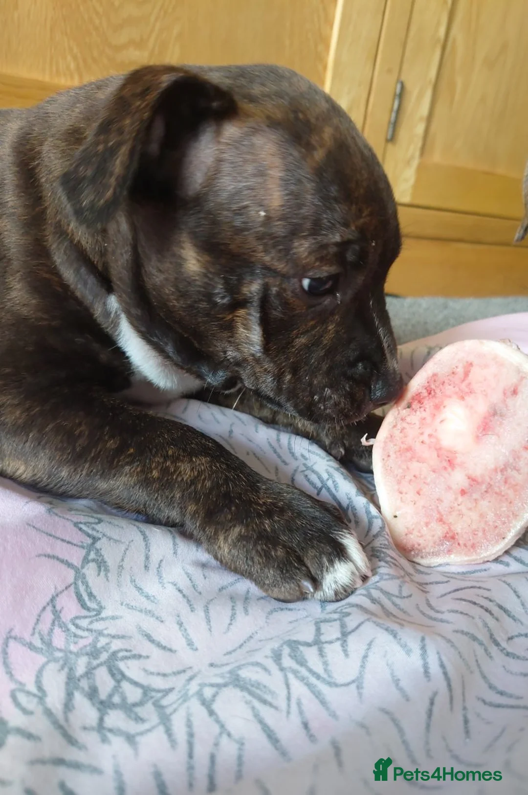 Staffordshire Bull Terrier dogs for sale: Pedigree Staffordshire Bull Terrier male puppy - Advert 3