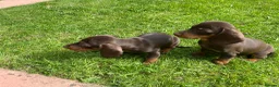 Miniature Dachshund dogs for sale: 2 beautiful little girls  - Advert 2