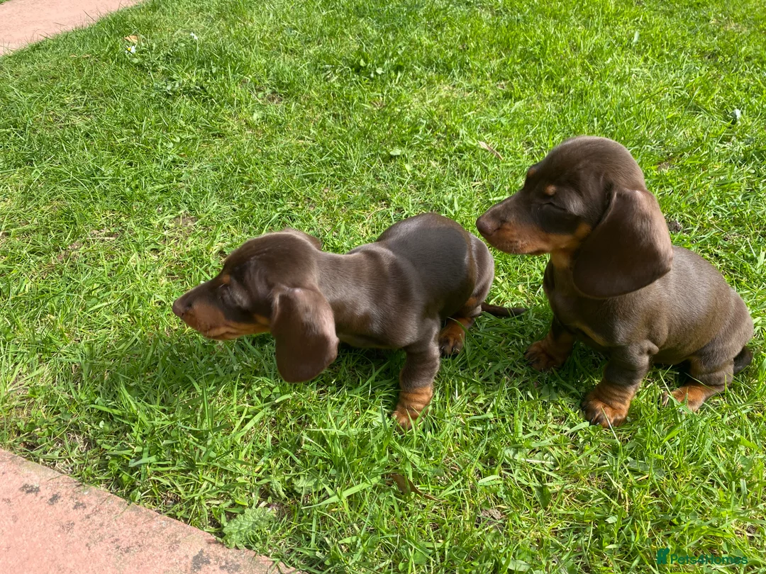 Miniature Dachshund dogs for sale: 2 beautiful little girls  - Advert 2