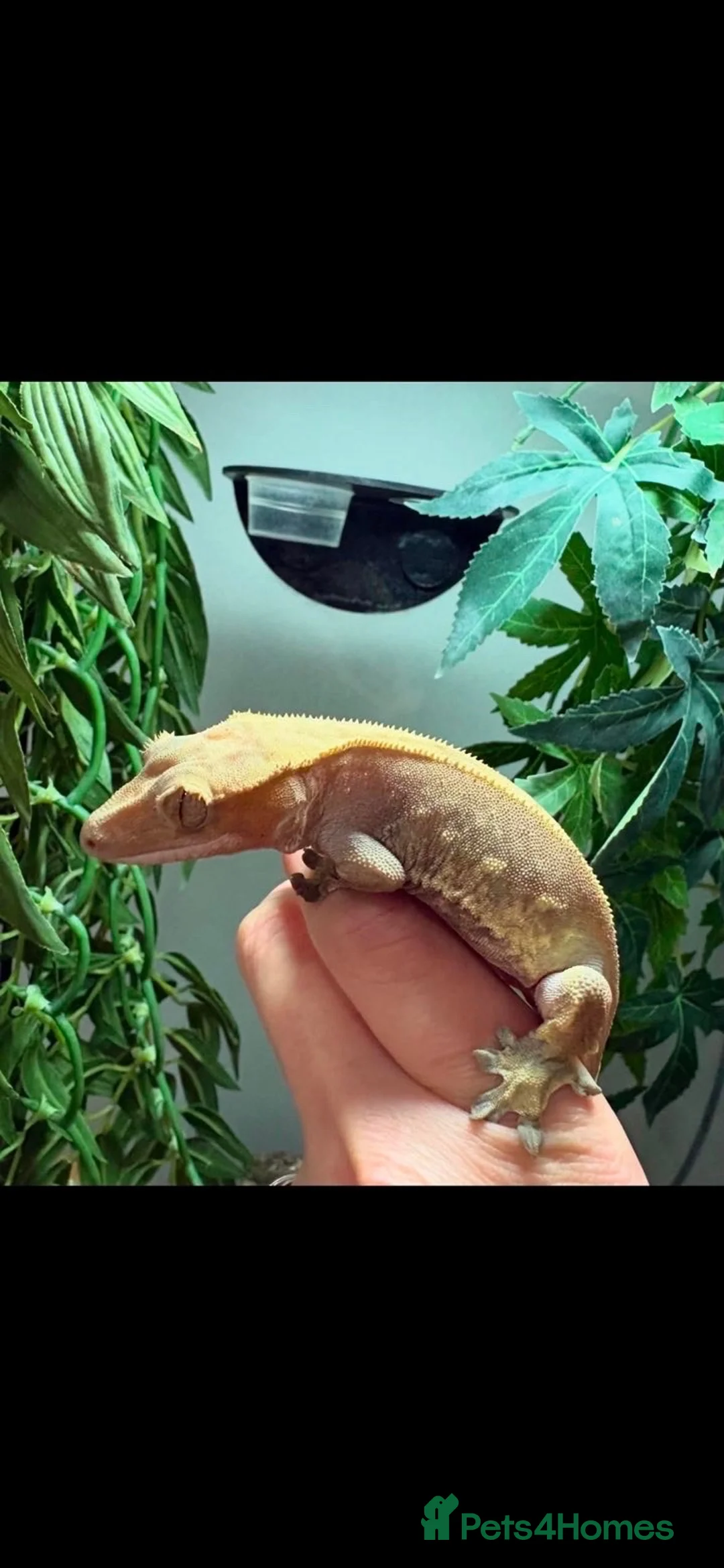 Gecko reptiles for sale: Female Crested Gecko and full set up - Advert 1