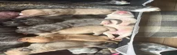 Mixed Breed dogs for sale: Cane Corso/Siberian husky puppies  in Blyth - Advert 6