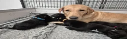 Labrador Retriever dogs for sale: FTCHxFTCH pups, internationally acclaimed parents in Belford - Advert 4