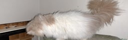 Persian cats for sale:  Pedigree Persian Female Available Now - Advert 19
