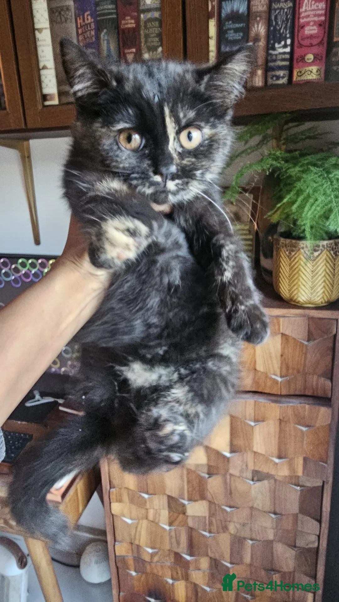 British Shorthair cats for sale: Gorgeous British Shorthair Kittens Ready Now! - Advert 5