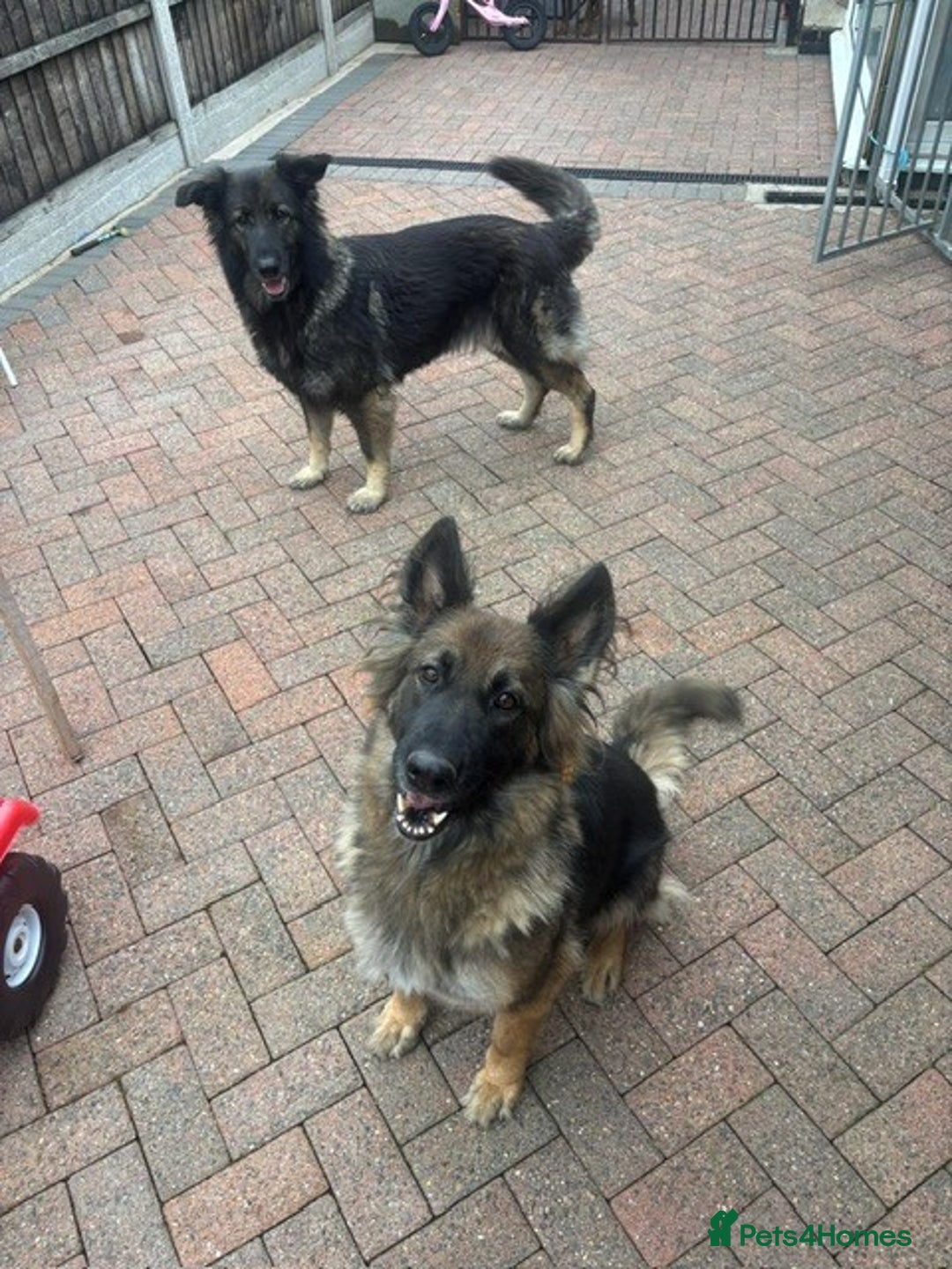 German Shepherd dogs for sale: 2 beautiful German Shepherd sisters - Advert 4