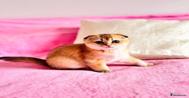 Scottish Fold cats - Advert 3