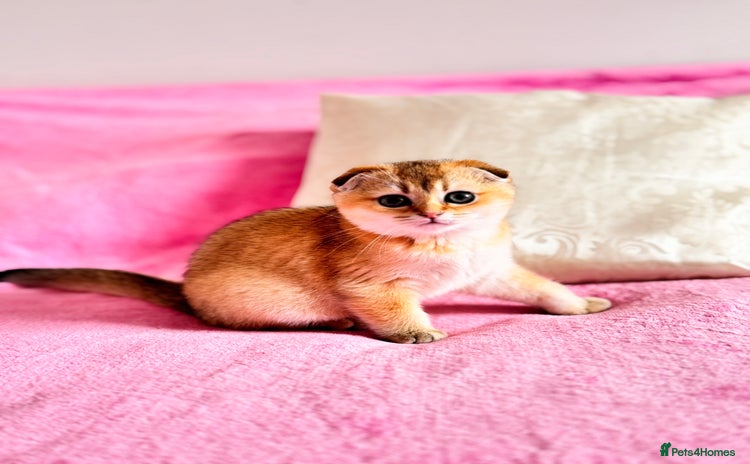 Scottish Fold cats - Advert 11