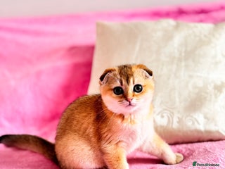 Scottish Fold cats High quality TICA pedigree kittens - Advert 18