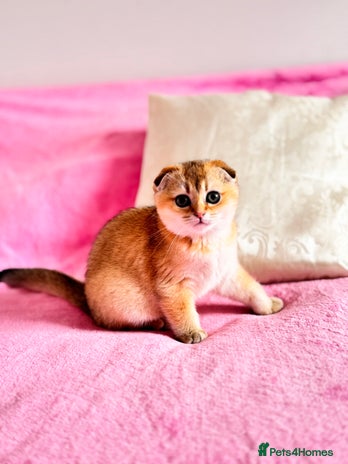 Scottish Fold cats - Advert 11