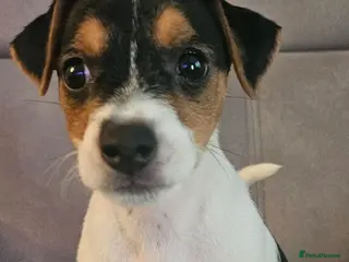 Jack Russell dogs Traditional jack Russell puppy - Advert 1