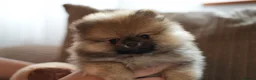 Pomeranian dogs for sale: Four small cute pups  - Advert 20