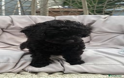 Cavapoo dogs for sale: *1 BOY LEFT - READY NOW* F1B Cavapoo for sale in Mansfield - Image 2