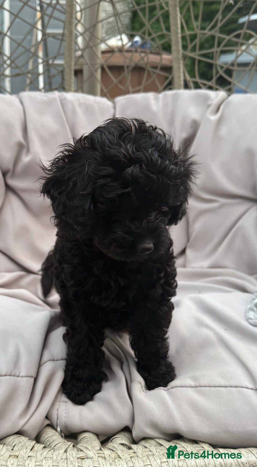 Cavapoo dogs for sale: *1 BOY LEFT - READY NOW* F1B Cavapoo for sale in Mansfield - Image 2