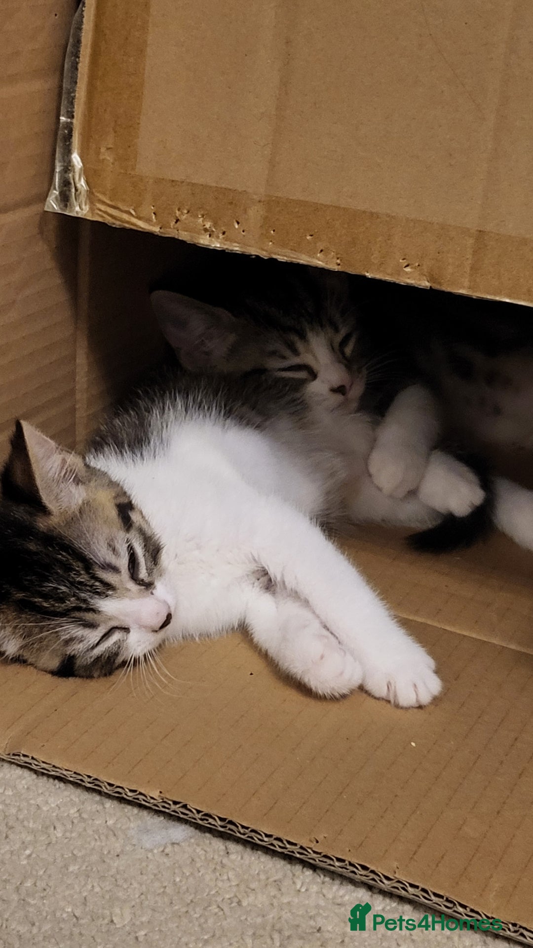 Mixed Breed cats for sale: Kittens Ready Now - Image 20