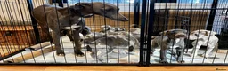 Whippet dogs for sale: Whippet puppies  - Advert 8