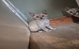 Bengal cats for sale: Bengal x siamese kittens - Image 5