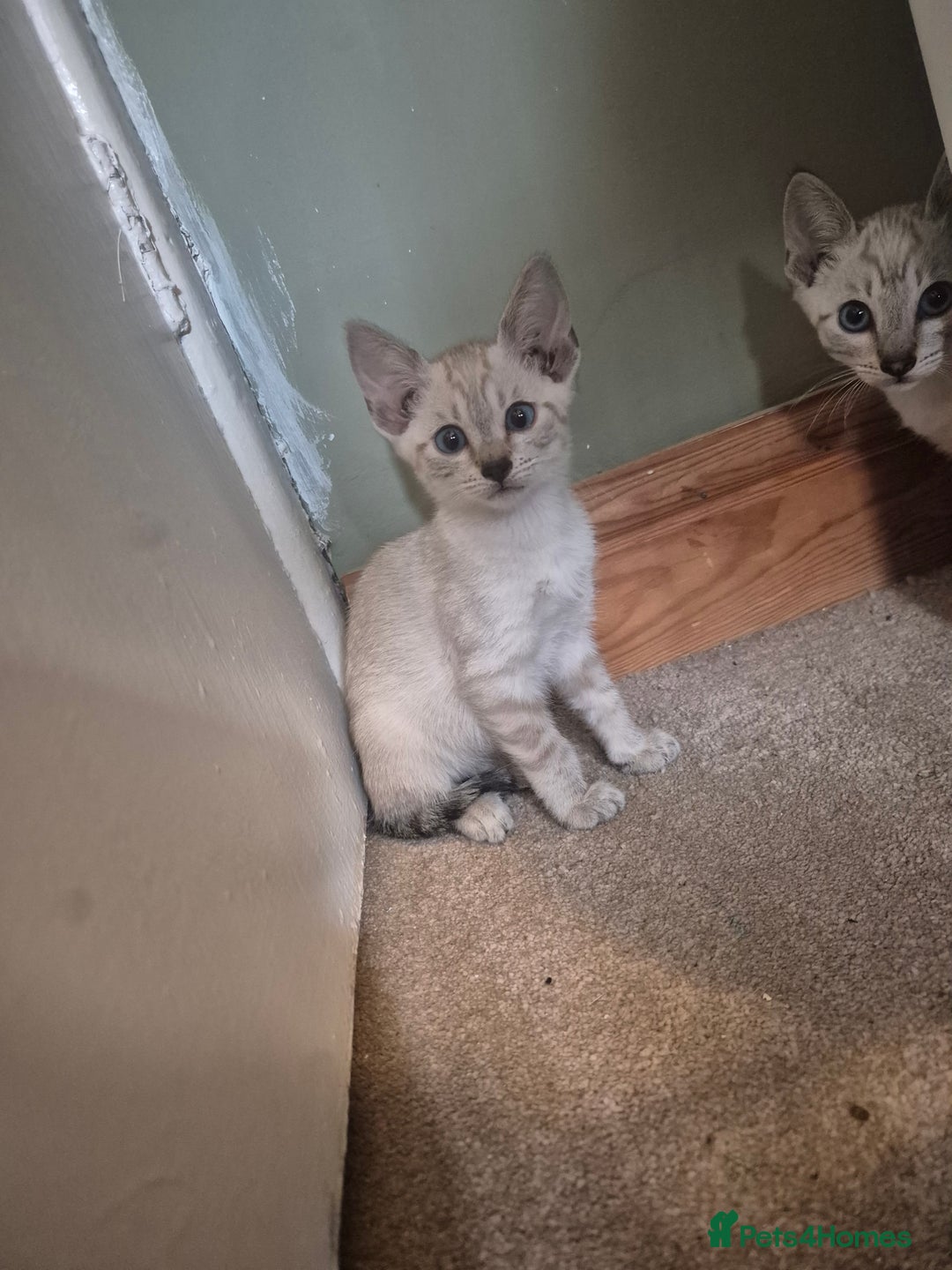 Bengal cats for sale: Bengal x siamese kittens - Image 5
