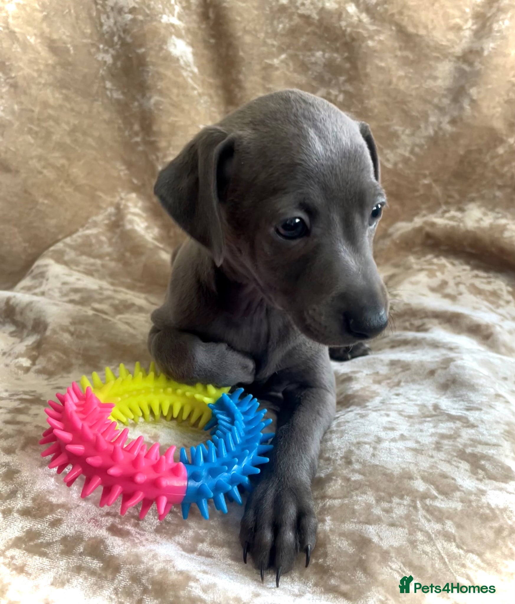 Italian Greyhound dogs Italian greyhound males only - Advert 2