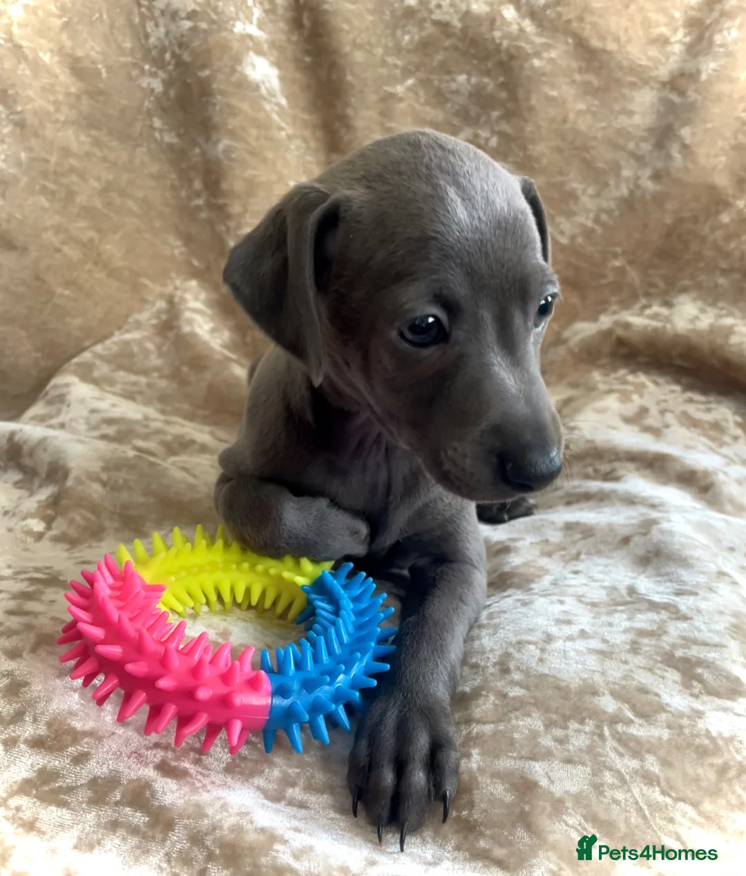 Italian Greyhound dogs for sale: Italian greyhound males only - Advert 1