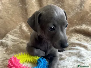 Italian Greyhound dogs Italian greyhound males only - Advert 2