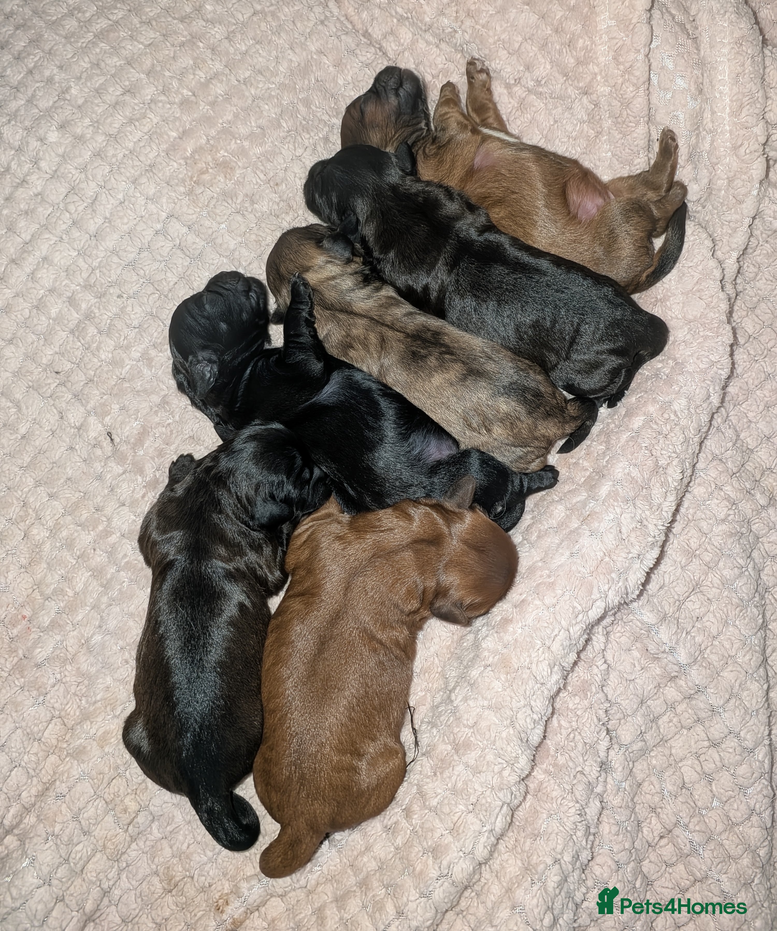 Mixed Breed dogs Last male pup left - Advert 8