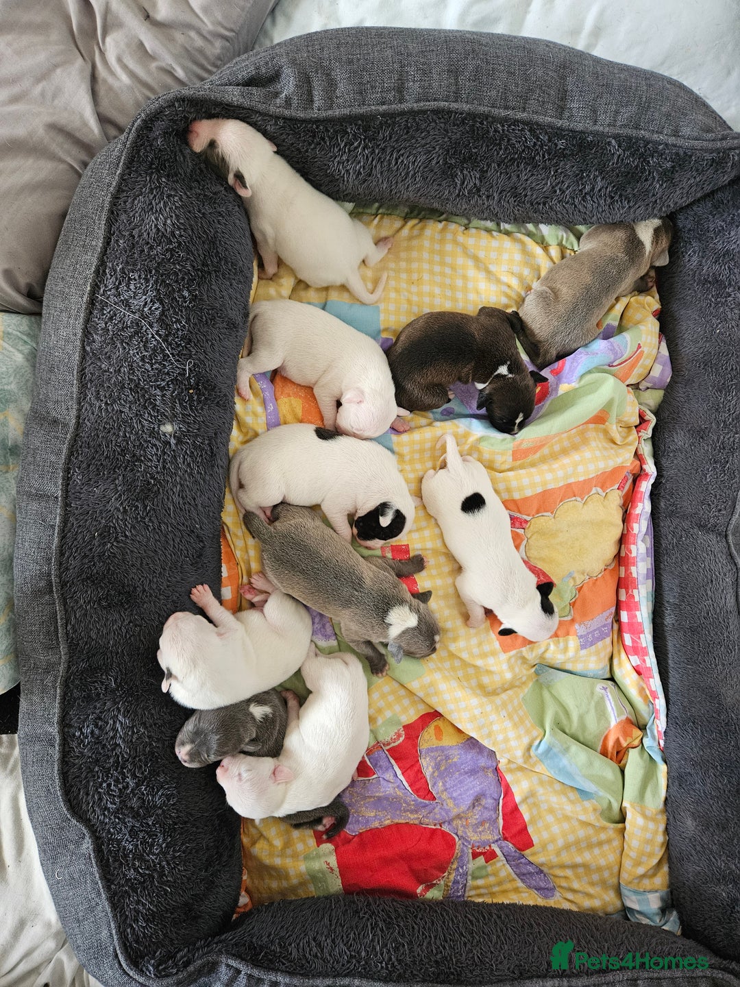 Staffordshire Bull Terrier dogs for sale:  Unique Classic Markings - Image 5