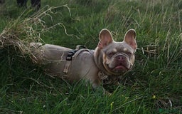French Bulldog dogs for sale: Fluffy French Bulldogs/DNA Tested Parents  - Image 34