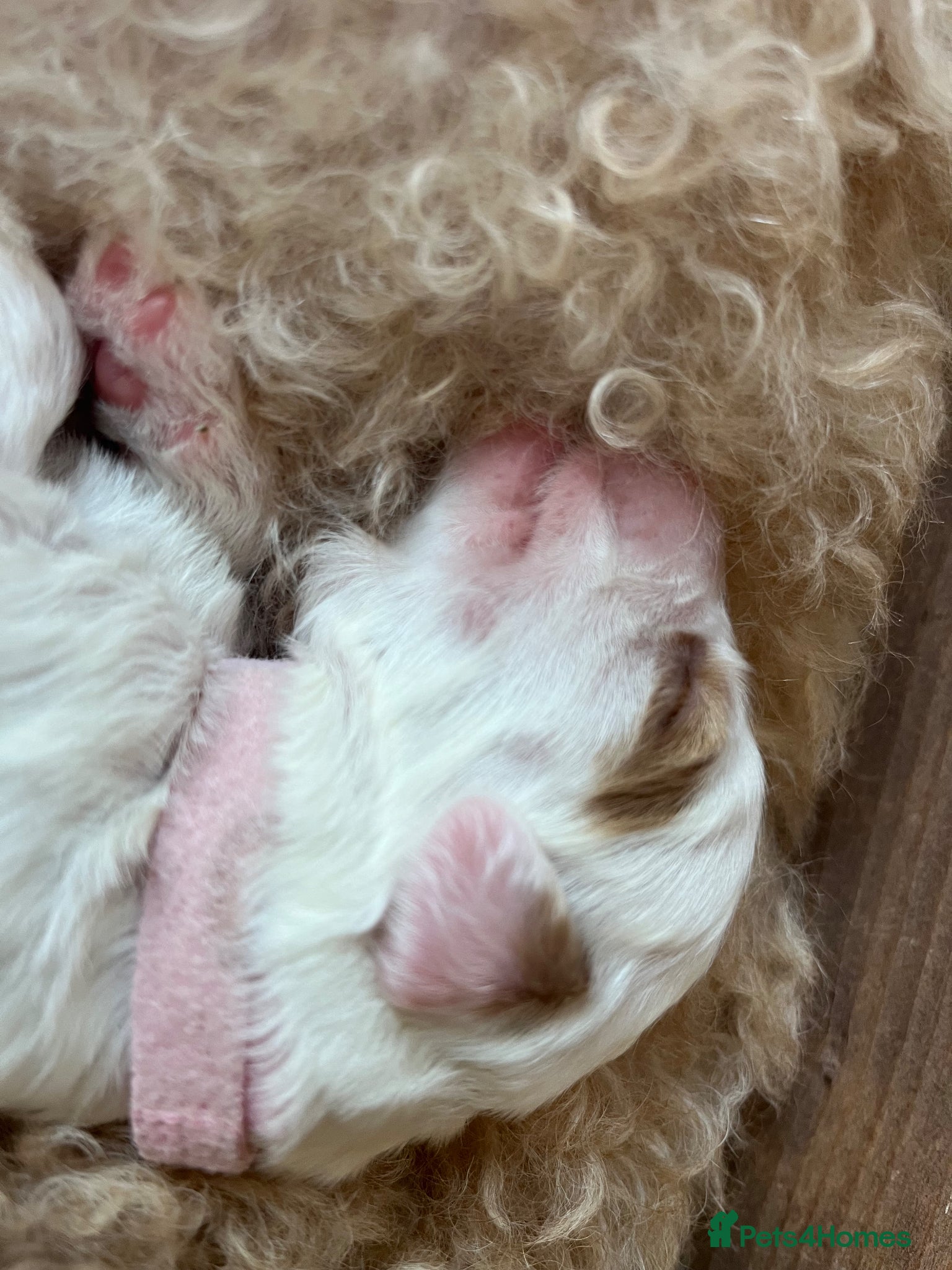 Australian Labradoodle dogs AUSSIE DOODLES - Health Tested - Advert 2