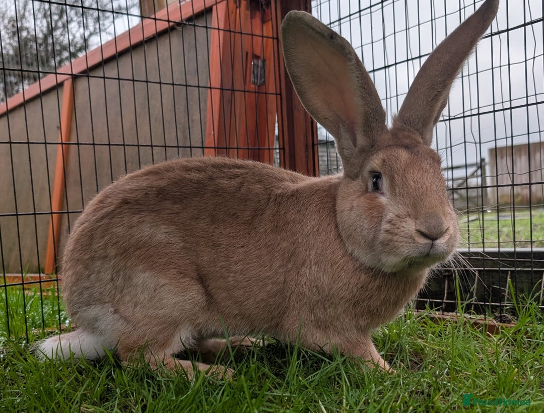 Continental Giant rabbits for sale: Yellow Self 10 mo Continental Giant Buck Rabbit - Advert 1