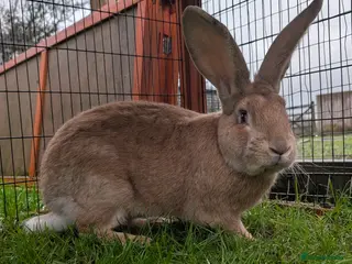 Continental Giant rabbits Yellow Self 10 mo Continental Giant Buck Rabbit - Advert 16